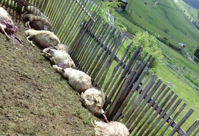 ovce.jpg